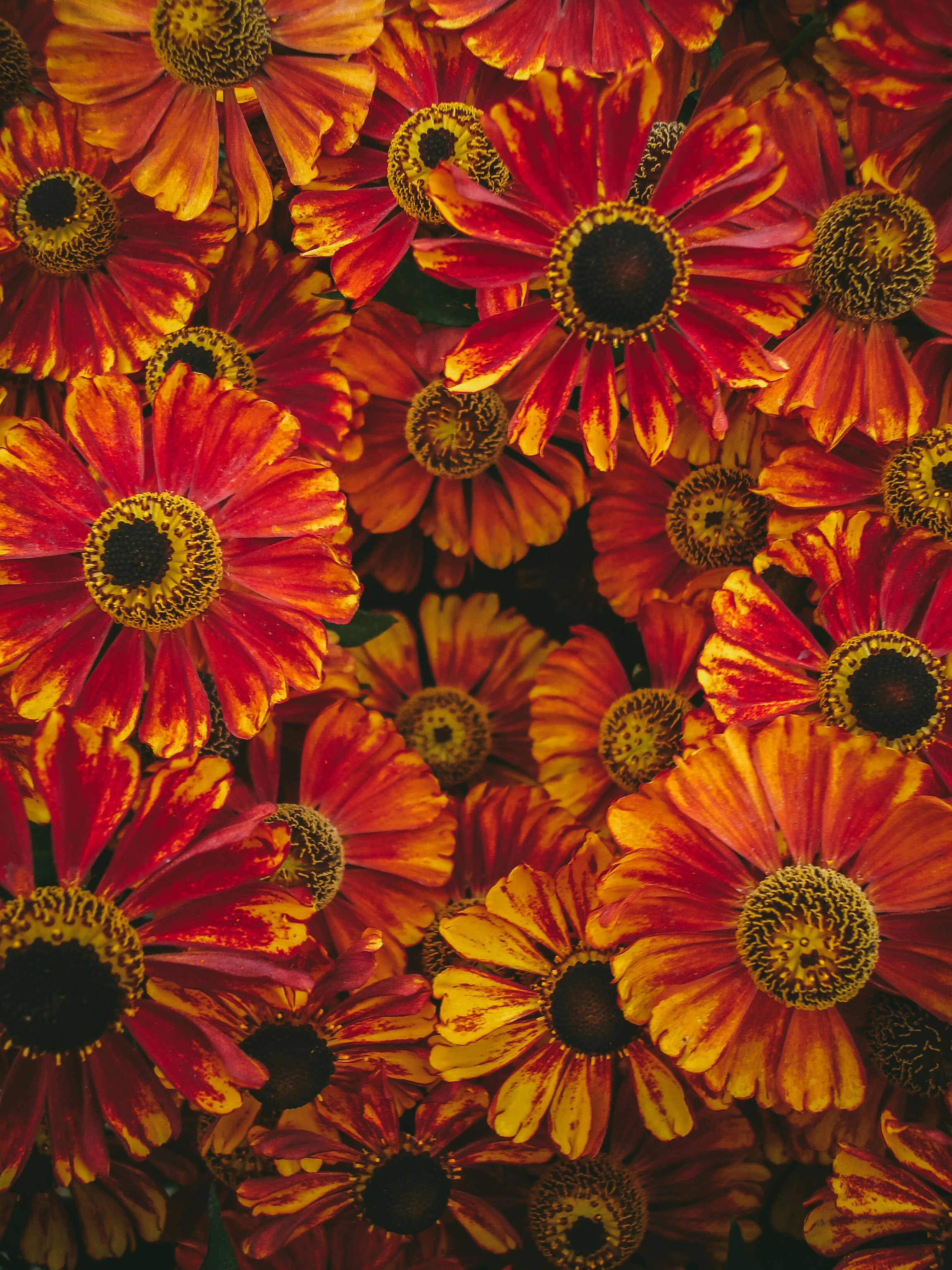 red and yellow sunflower field